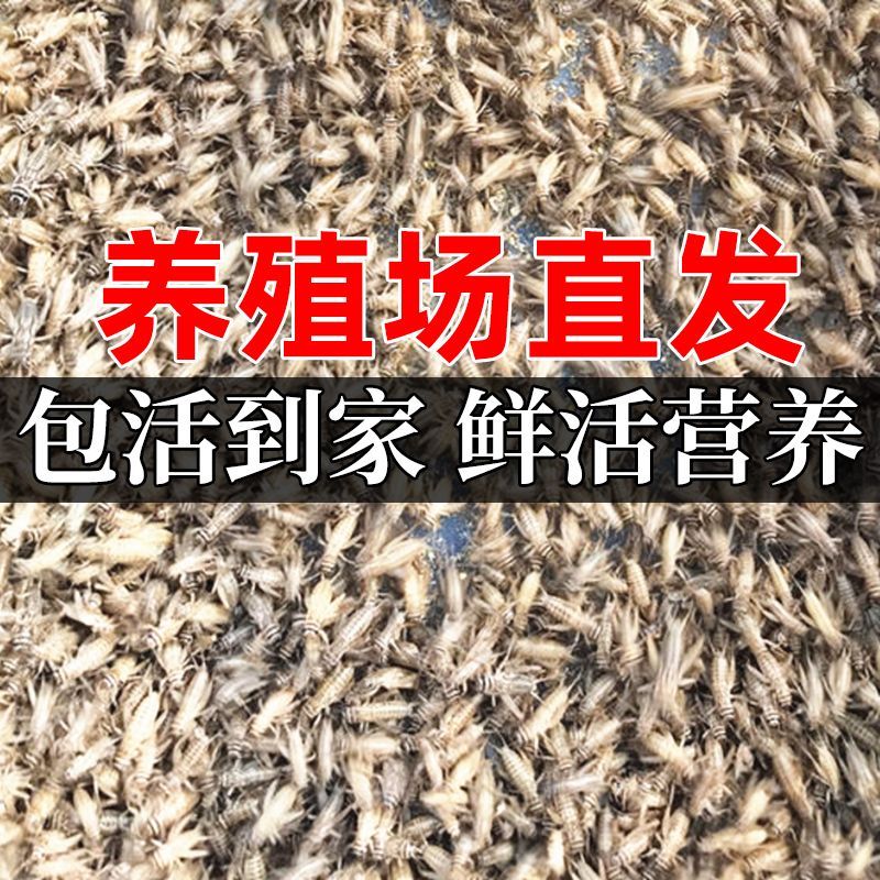 龍魚養殖場喂什么食物：龍魚養殖場喂養注意事項，龍魚養殖場喂養食物的詳情 龍魚養殖場喂什么食物：龍魚養殖場喂養注意事項，龍魚養殖場喂養食物的詳情 龍魚百科 第2張
