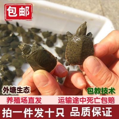 龍魚養殖場喂什么食物：龍魚養殖場喂養注意事項，龍魚養殖場喂養食物的詳情 龍魚養殖場喂什么食物：龍魚養殖場喂養注意事項，龍魚養殖場喂養食物的詳情 龍魚百科 第5張