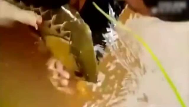 金龍魚為什么從口吐卵（金龍魚的繁殖過程中，有一種獨(dú)特的方式，被稱為“龍吐珠”）