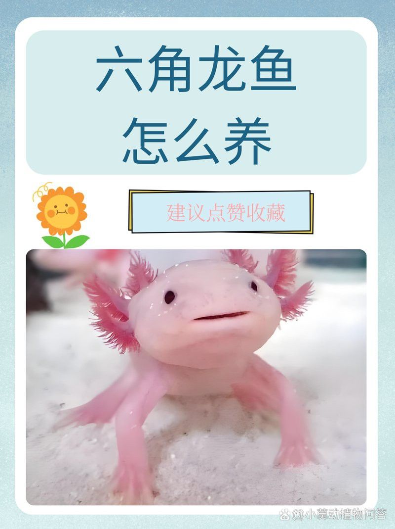 六角龍魚需要多少水質(zhì)的魚