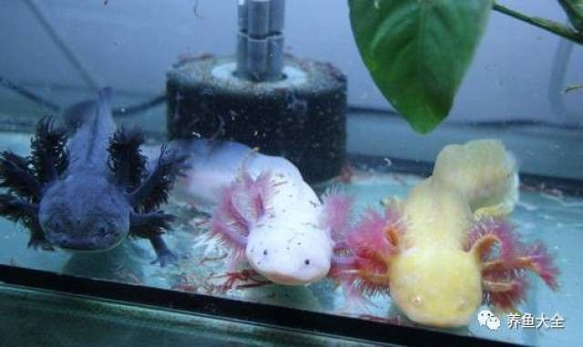 六角龍魚需要多少水質(zhì)的魚