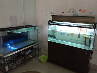 養龍魚要多大缸最好：養龍魚的最佳魚缸尺寸 養龍魚要多大缸最好：養龍魚的最佳魚缸尺寸 龍魚百科 第2張