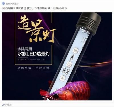 龍魚發(fā)色激素高：如何通過環(huán)境調(diào)控促進龍魚發(fā)色 龍魚發(fā)色激素高：如何通過環(huán)境調(diào)控促進龍魚發(fā)色 龍魚百科 第4張