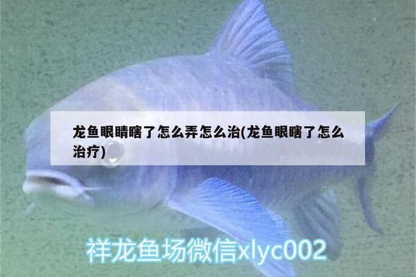 龍魚做掉眼手術后變透明了正常嗎:龍魚掉眼手術后變透明是否正常 龍魚百科 第5張 龍魚做掉眼手術后變透明了正常嗎:龍魚掉眼手術后變透明是否正常 龍魚做掉眼手術后變透明了正常嗎:龍魚掉眼手術后變透明是否正常 龍魚百科 第5張