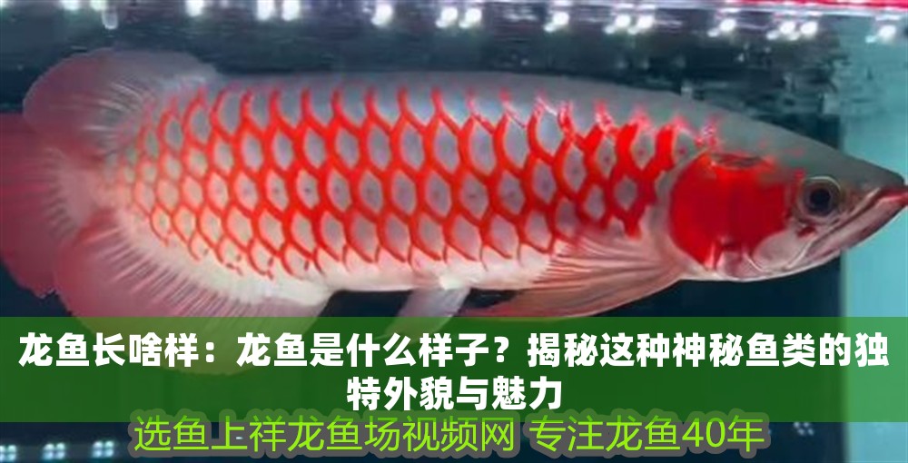 龍魚長啥樣：龍魚是什么樣子？揭秘這種神秘魚類的獨(dú)特外貌與魅力