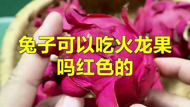 紅心火龍果對動物有哪些影響？ 紅心火龍果對動物有哪些影響？ 龍魚百科 第2張