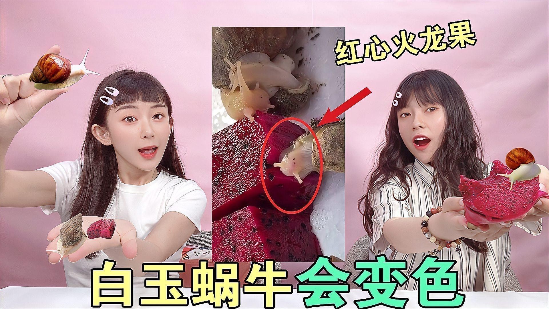 紅心火龍果對動物有哪些影響？ 紅心火龍果對動物有哪些影響？ 龍魚百科 第3張