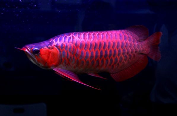 怎么鑒別紅龍魚的品質：如何鑒別紅龍魚的品質 怎么鑒別紅龍魚的品質：如何鑒別紅龍魚的品質 龍魚百科 第3張