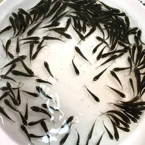 紅龍魚多少天喂一次飼料（關于紅龍魚喂食頻率的詳細信息）