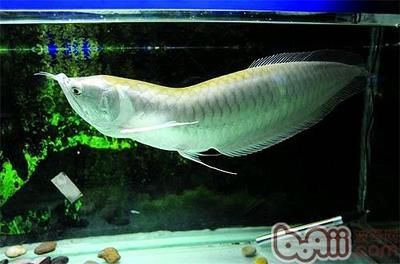 銀龍魚最適合的背景圖（關于銀龍魚最適合的背景圖） 銀龍魚最適合的背景圖（關于銀龍魚最適合的背景圖） 龍魚百科 第3張