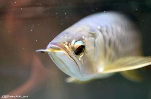 銀龍魚眼睛下垂圖片 銀龍魚眼睛下垂圖片 龍魚百科 第4張