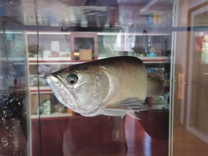 銀龍魚眼睛下垂圖片 銀龍魚眼睛下垂圖片 龍魚百科 第23張
