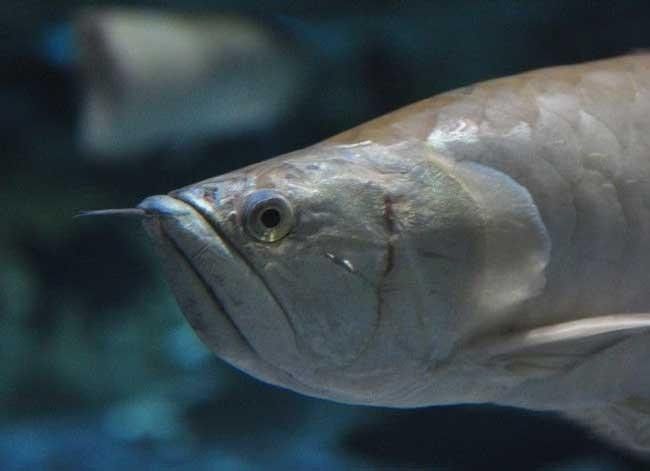 銀龍魚眼睛下垂圖片 銀龍魚眼睛下垂圖片 龍魚百科 第26張