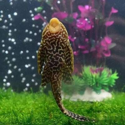 清道夫被龍魚(yú)吃了（清道夫被龍魚(yú)誤吞的具體情況、可能的原因以及預(yù)防措施）