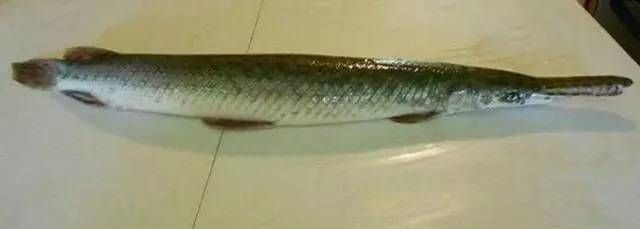清道夫被龍魚(yú)吃了（清道夫被龍魚(yú)誤吞的具體情況、可能的原因以及預(yù)防措施）