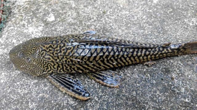 清道夫被龍魚(yú)吃了（清道夫被龍魚(yú)誤吞的具體情況、可能的原因以及預(yù)防措施）