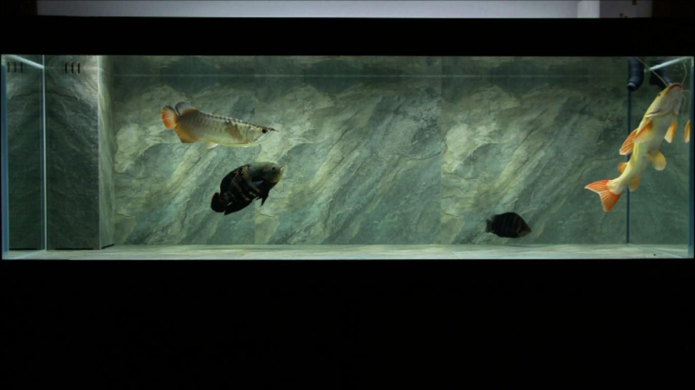 金龍魚與虎魚混養好不好呀圖片 金龍魚與虎魚混養好不好呀圖片 龍魚百科 第10張