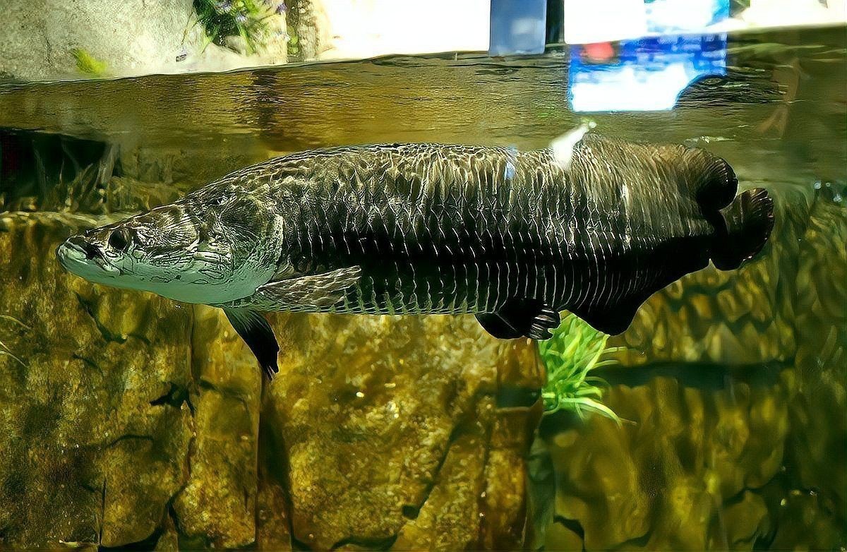 金龍魚與虎魚混養好不好呀圖片 金龍魚與虎魚混養好不好呀圖片 龍魚百科 第20張