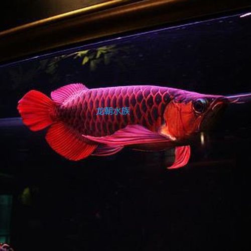 藍(lán)色龍魚(yú)多少錢(qián)一條圖片