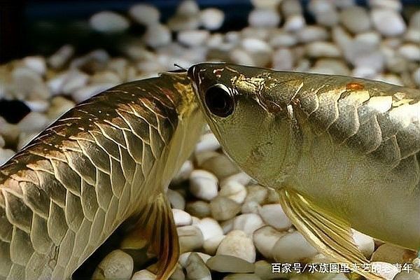 龍魚橫著漂浮在水面上怎么辦呢