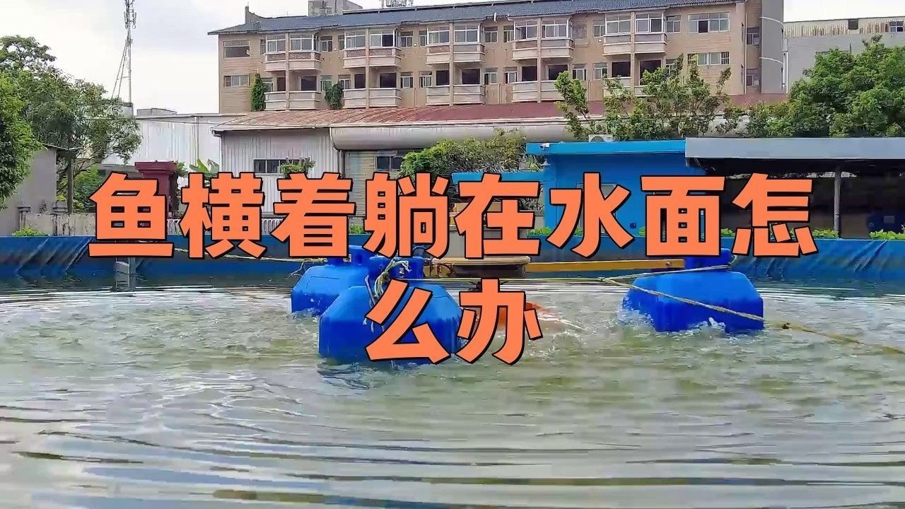 龍魚橫著漂浮在水面上怎么辦呢