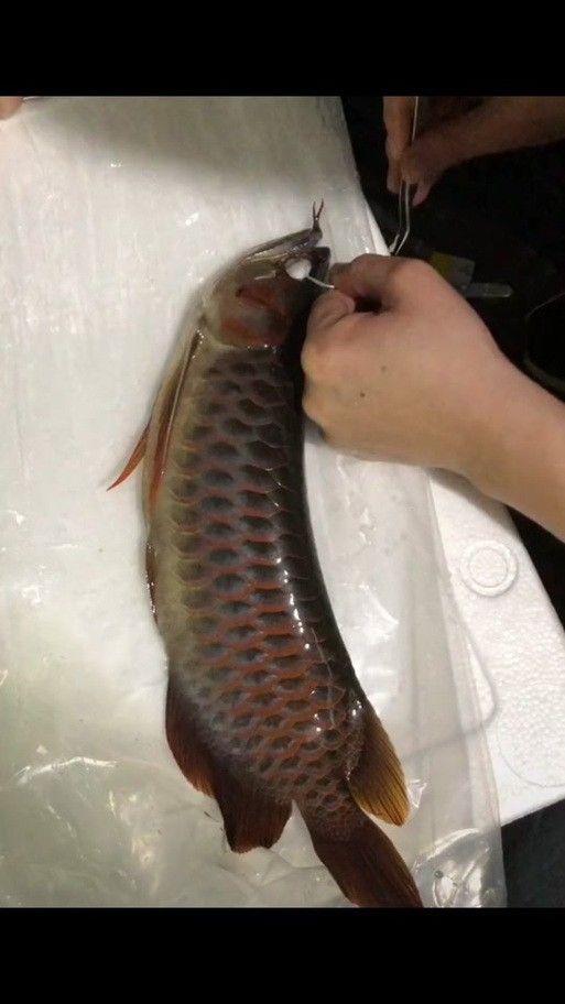 紅龍魚掉眼最嚴(yán)重圖片大全 紅龍魚掉眼最嚴(yán)重圖片大全 龍魚百科 第11張