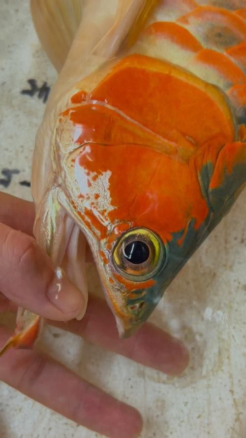 紅龍魚掉眼最嚴(yán)重圖片大全 紅龍魚掉眼最嚴(yán)重圖片大全 龍魚百科 第23張
