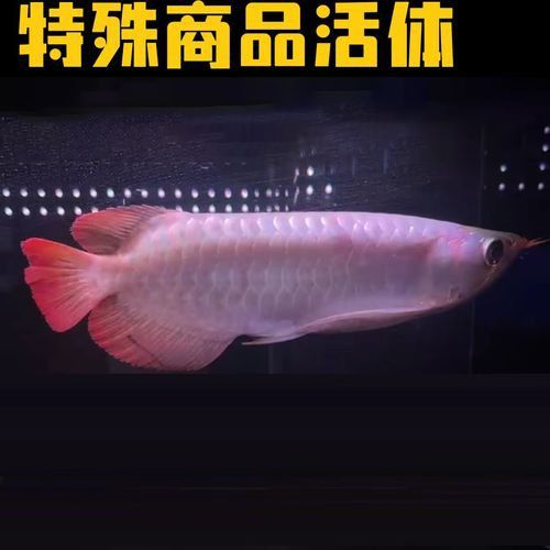 哪個(gè)品牌的龍魚發(fā)色效果最好？