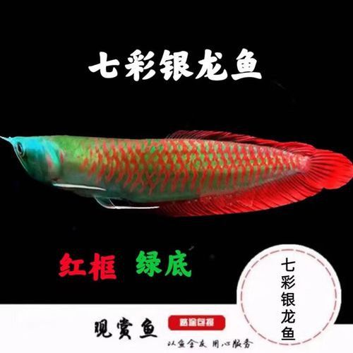哪個(gè)品牌的龍魚發(fā)色效果最好？