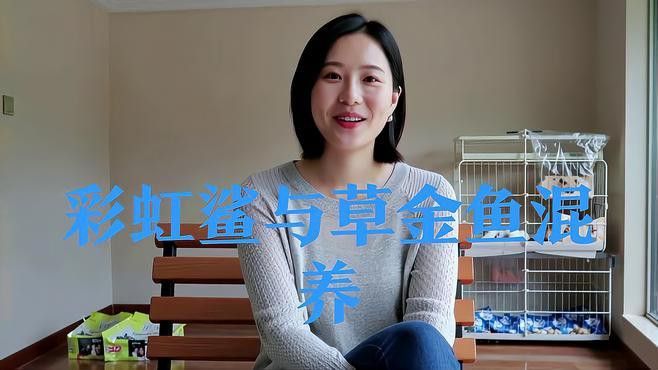 彩虹鯊和雷龍魚可以混養嗎