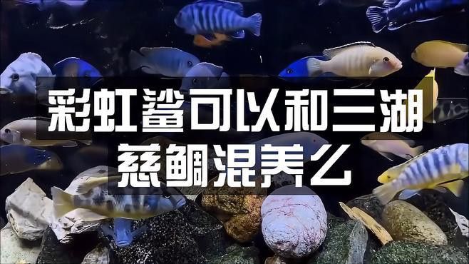 彩虹鯊和雷龍魚可以混養嗎
