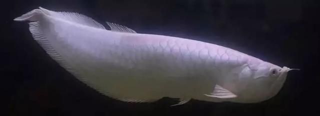 白龍魚吃什么最好：白龍魚吃什么最好白龍魚吃什么最好 白龍魚吃什么最好：白龍魚吃什么最好白龍魚吃什么最好 龍魚百科 第2張