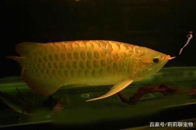 龍魚怎么調理胃腸道好：如何調理龍魚的胃腸道健康