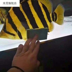 怎樣讓龍魚增強食欲的方法：怎樣讓龍魚增強食欲 怎樣讓龍魚增強食欲的方法：怎樣讓龍魚增強食欲 龍魚百科 第1張