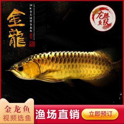 龍魚是什么魚？：龍魚在風水中的作用是什么龍魚在風水中的作用是什么