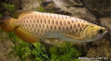 紅龍魚屬于什么魚類類型（紅龍魚品種概述知乎專欄：紅龍魚的分類及價格）
