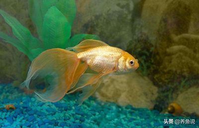 七彩神仙魚和銀龍魚能不能混養（七彩神仙魚和銀龍魚可以混養嗎？）