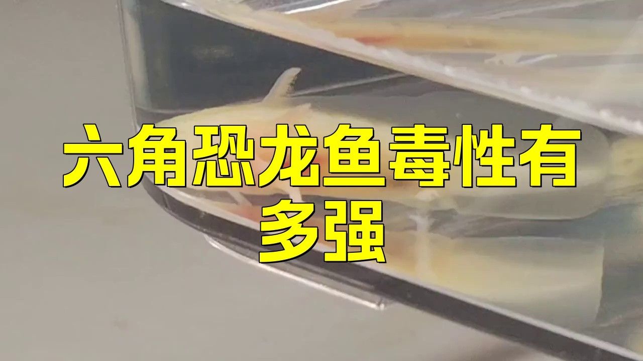 恐龍魚攻擊性 恐龍魚攻擊性 龍魚百科 第2張