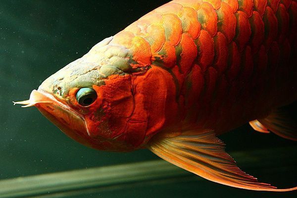 播放恐龍魚（恐龍魚的飼養技巧） 播放恐龍魚（恐龍魚的飼養技巧） 龍魚百科
