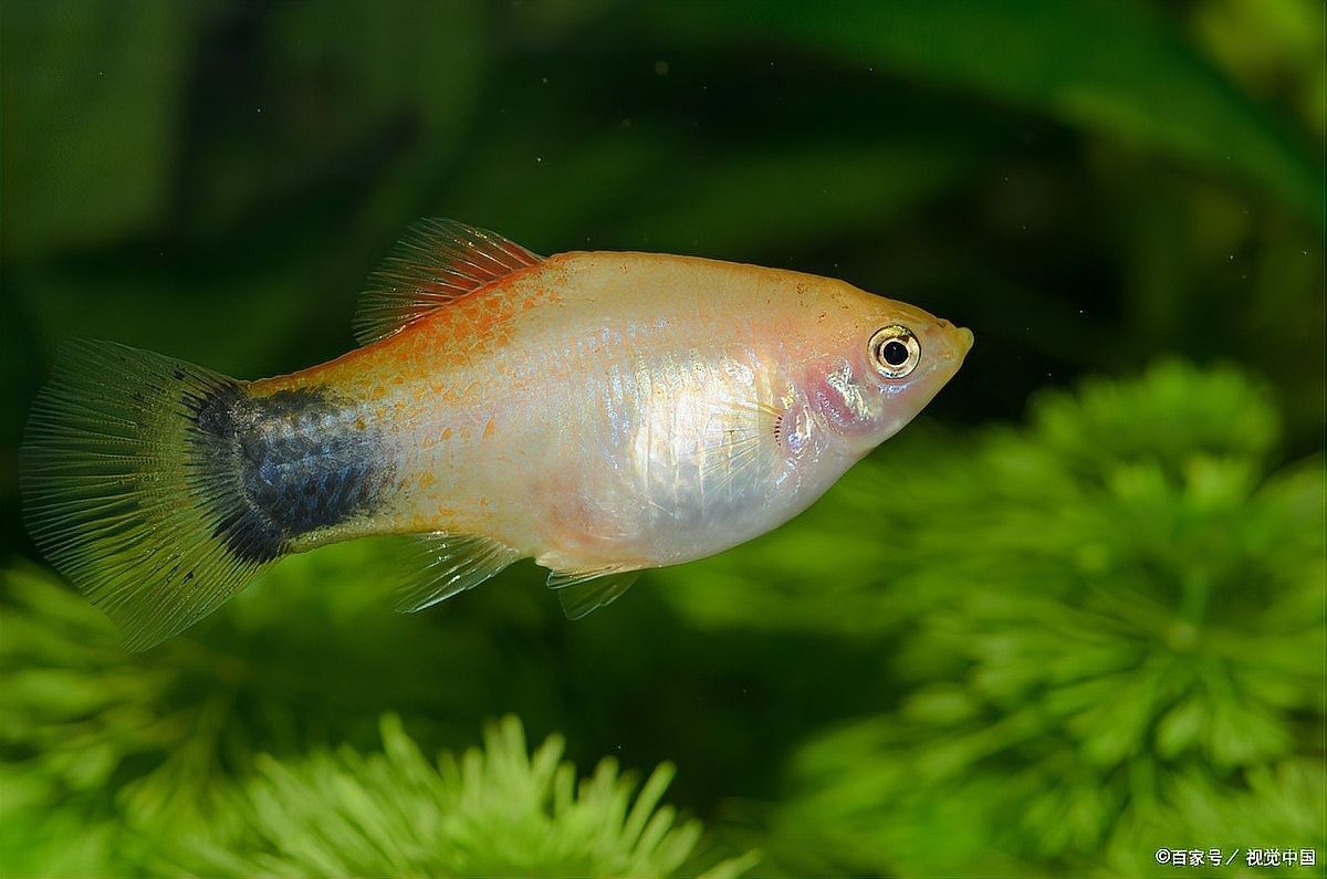 銀龍魚嘴往上翹好不好養