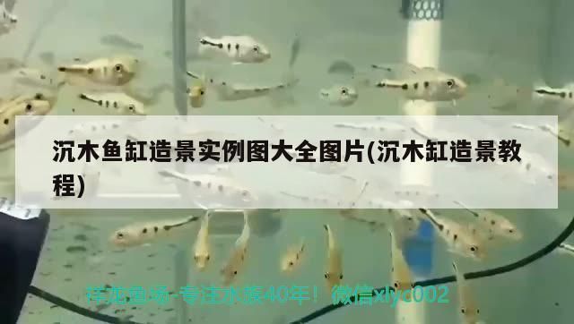 龍魚打架受傷蒙眼的原因是什么：龍魚打架受傷蒙眼的原因