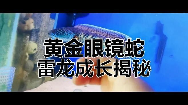 雷龍魚長帆跡象 雷龍魚長帆跡象 龍魚百科 第1張