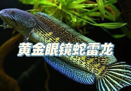 雷龍魚長帆跡象 雷龍魚長帆跡象 龍魚百科 第2張