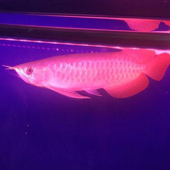 西安龍魚微信群公眾號是什么名字 西安龍魚微信群公眾號是什么名字 龍魚百科