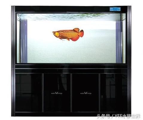 怎樣的魚缸不用換水呢（如何控制魚缸內生物數量生態魚缸過濾系統的選購）