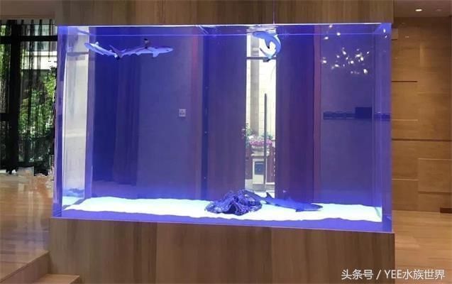 怎樣的魚(yú)缸不用換水呢（如何控制魚(yú)缸內(nèi)生物數(shù)量生態(tài)魚(yú)缸過(guò)濾系統(tǒng)的選購(gòu)）