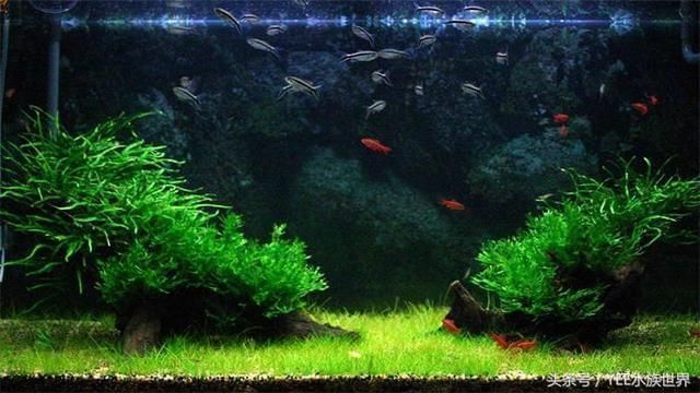 怎樣的魚(yú)缸不用換水呢（如何控制魚(yú)缸內(nèi)生物數(shù)量生態(tài)魚(yú)缸過(guò)濾系統(tǒng)的選購(gòu)）