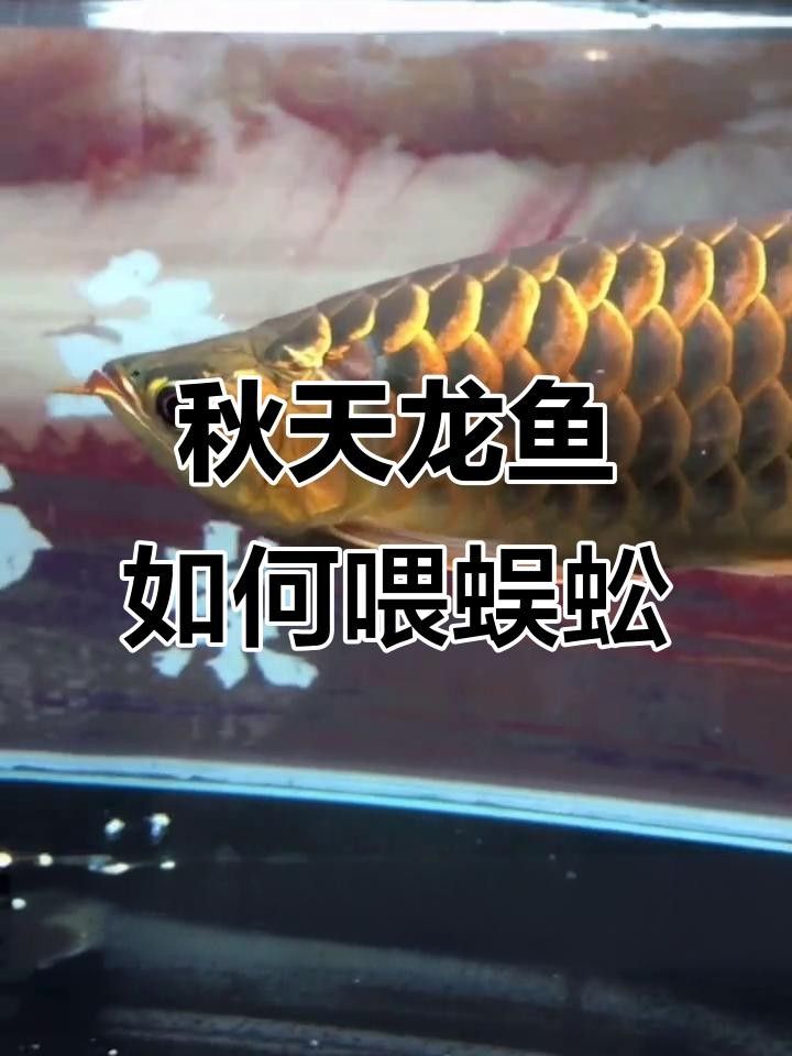 龍魚多久喂一次蜈蚣合適？