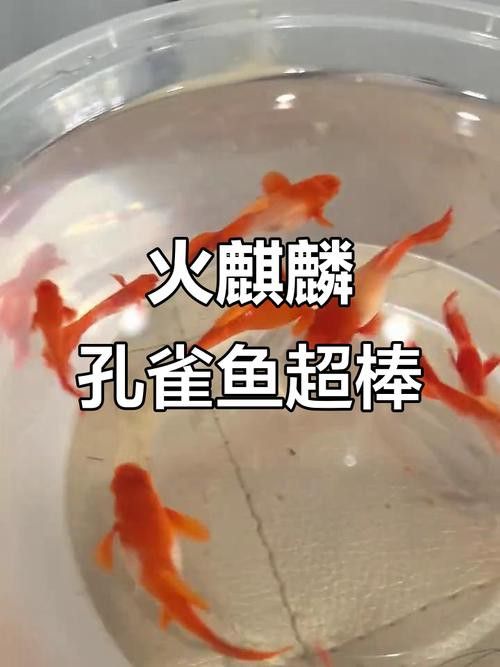 有哪些稀有品種的孔雀龍魚？