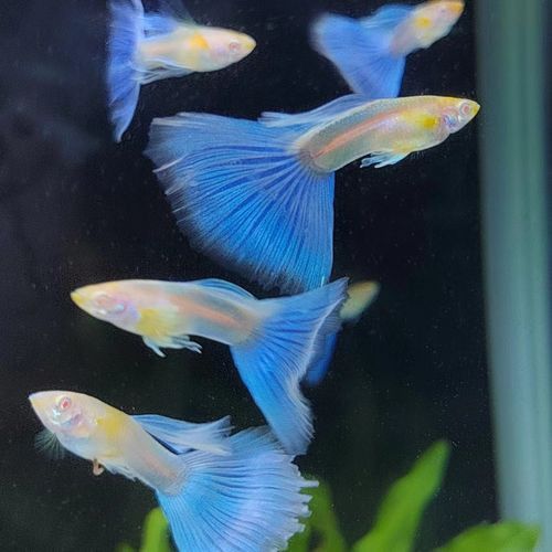 有哪些稀有品種的孔雀龍魚？